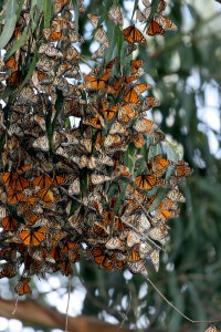 Monarch Butterflies gather in large groups during migration to the central coast near Pismo Beach trees provide a tranquil area for the beautiful orange and black dotted with white insect to develop into the next stage of life
